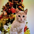 Micio_macho