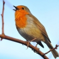 Pettirosso