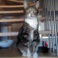 Figaro